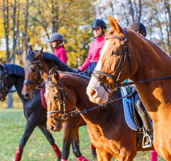 Équitation